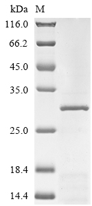 Recombinant Human Gamma-aminobutyric acid receptor subunit alpha-1(GABRA1),partial