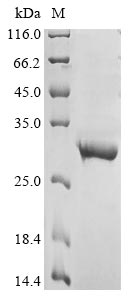 Recombinant Human Gamma-aminobutyric acid receptor subunit beta-2(GABRB2),partial