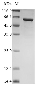 Recombinant Human Gastric inhibitory polypeptide receptor(GIPR),partial