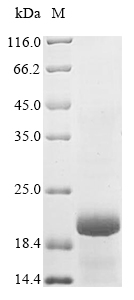 Recombinant Human Glucagon-like peptide 1 receptor(GLP1R),partial