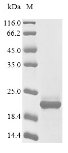 Recombinant Human Glutamate receptor ionotropic, NMDA 1(GRIN1),partial