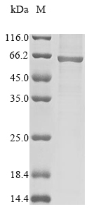 Recombinant Human Glutamate receptor ionotropic, NMDA 1(GRIN1),partial