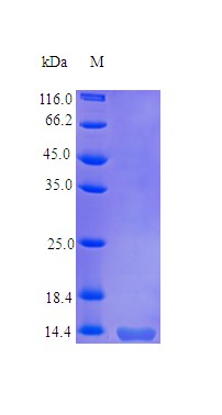 Recombinant Human Granulocyte-macrophage colony-stimulating factor protein(CSF2) (Active)