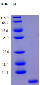 Recombinant Human Growth-regulated alpha protein(CXCL1) (Active)