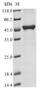 Recombinant Human HLA class I histocompatibility antigen, A alpha chain(HLA-A),partial