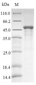Recombinant Human HLA class I histocompatibility antigen, alpha chain G(HLA-G),partial