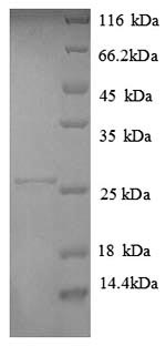 Recombinant Human HLA class II histocompatibility antigen, DP alpha 1 chain(HLA-DPA1),partial