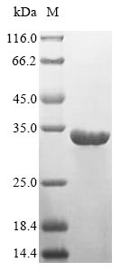 Recombinant Human HLA class II histocompatibility antigen, DR alpha chain(HLA-DRA)