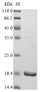 Recombinant Human Hemicentin-1(HMCN1),partial