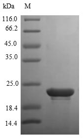 Recombinant Human Heparin-binding growth factor 2 protein(FGFB)