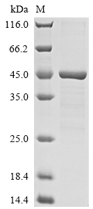Recombinant Human Histone H2AX(H2AFX)