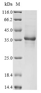 Recombinant Human Humanin(MT-RNR2)