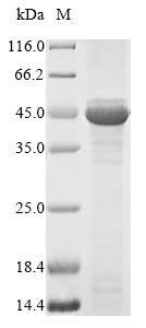 Recombinant Human Hyaluronan and proteoglycan link protein 1(HAPLN1)