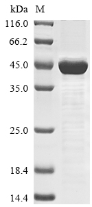 Recombinant Human Hyaluronan and proteoglycan link protein 4(HAPLN4)