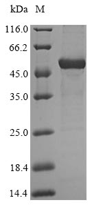 Recombinant Human Hydroxyacid oxidase 2(HAO2)