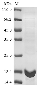 Recombinant Human IgA-inducing protein homolog(IGIP)