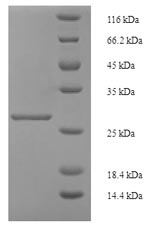 Recombinant Human Inhibin beta A chain(INHBA)