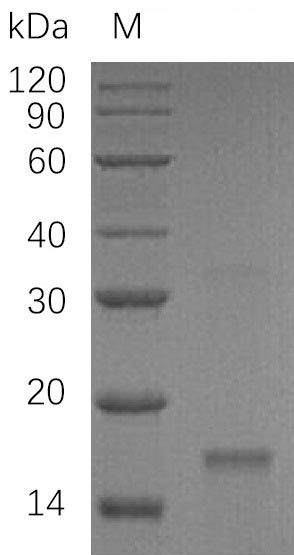 Recombinant Human Inhibin beta C chain(INHBC) (Active)