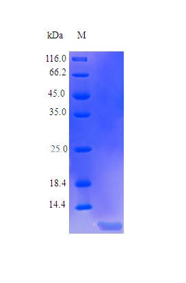 Recombinant Human Insulin-like growth factor I protein(IGF1) (Active)
