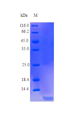 Recombinant Human Insulin-like growth factor II protein(IGF2) (Active)