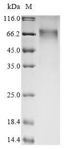 Recombinant Human Integrin beta-like protein 1(ITGBL1)