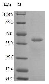 Recombinant Human Interleukin-12 subunit alpha protein(IL12A) (Active)