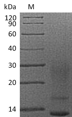 Recombinant Human Interleukin-13(IL13),partial(Active)
