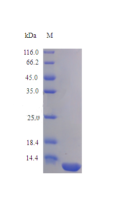 Recombinant Human Interleukin-13 protein(IL13) (Active)