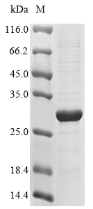 Recombinant Human Interleukin-20 receptor subunit beta (IL20RB),partial
