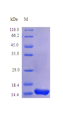 Recombinant Human Interleukin-3 protein(IL3) (Active)