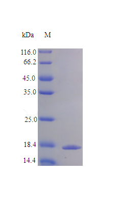 Recombinant Human Interleukin-36 beta protein(IL36B) (Active)