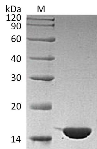 Recombinant Human Interleukin-36 gamma(IL36G) (Active)