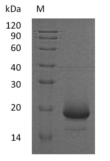 Recombinant Human Interleukin-4(IL4) (Active)