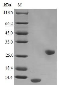 Recombinant Human Interleukin-5 protein(IL5) (Active)