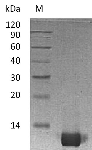 Recombinant Human Interleukin-8(CXCL8) (Active)