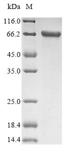 Recombinant Human Keratin, type II cytoskeletal 1(KRT1)