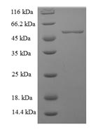 Recombinant Human Lactadherin(MFGE8)