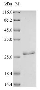 Recombinant Human Large neutral amino acids transporter small subunit 1(SLC7A5),partial