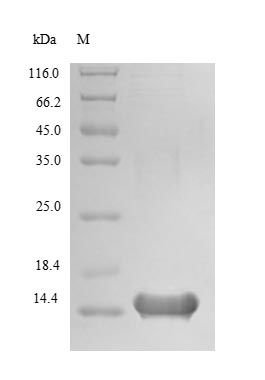 Recombinant Human Late cornified envelope protein 3A(LCE3A)