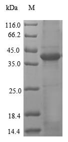 Recombinant Human Legumain(LGMN) 