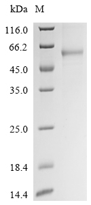 Recombinant Human Leucine-rich repeat-containing G-protein coupled receptor 6(LGR6),partial