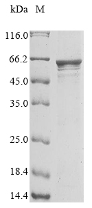 Recombinant Human Leucine-rich repeat-containing protein 15(LRRC15),partial