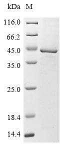 Recombinant Human Lipoyltransferase 1, mitochondrial(LIPT1)