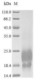 Recombinant Human Lymphocyte antigen 6 complex locus protein G6d(LY6G6D)
