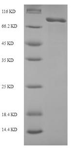 Recombinant Human Macrophage mannose receptor 1(MRC1),partial