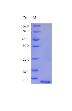 Recombinant Human Melanoma-derived growth regulatory protein(MIA) (Active)