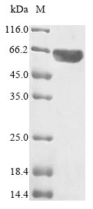 Recombinant Human Myc proto-oncogene protein(MYC)