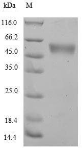 Recombinant Human NKG2-D type II integral membrane protein(KLRK1),partial (Active)