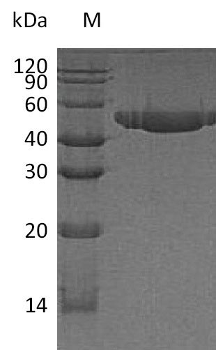 Recombinant Human Nectin-2(NECTIN2),partial (Active)