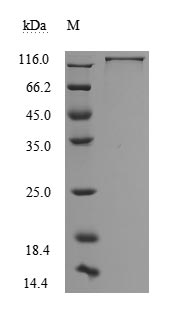 Recombinant Human Neural cell adhesion molecule L1(L1CAM),partial (Active)